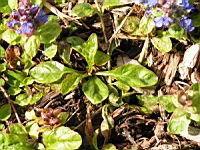 Bugle, Ajuga reptans (fam Labiees) (Europe, Asie centrale) (4) (Photo F. Mrugala)